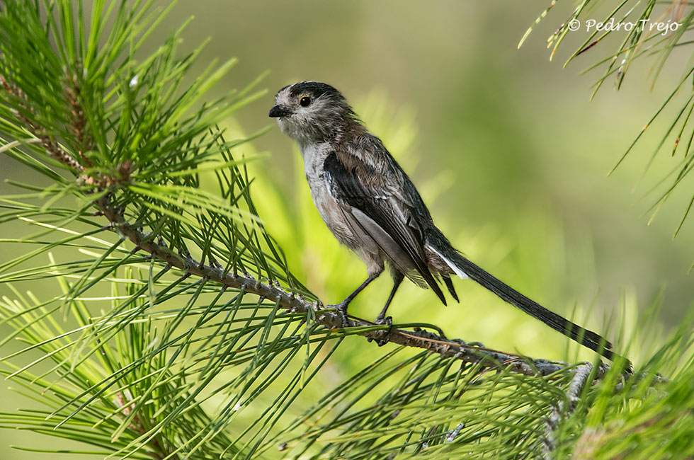 Mito (Aegithalos caudatus)